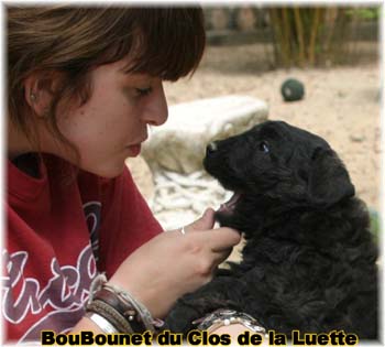 DU CLOS DE LA LUETTE SITE WEB ELEVAGE DU CLOS DE LA LUETTE SPECIALISE POUR LE BOUVIER DES FLANDRES COPYRIGHT DEPOSE